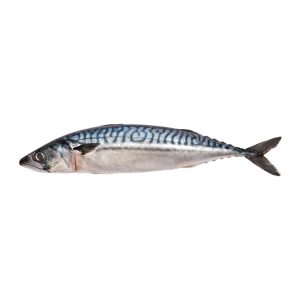 mackerel-big