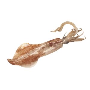 squid